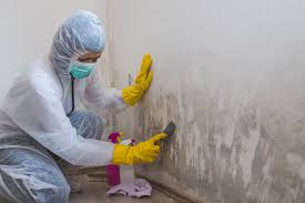 Mold Documentation for Insurance Claims in Winfield, WV